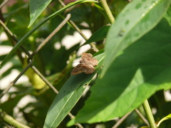 Antigonus erosus