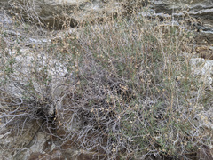 Pleurocoronis pluriseta