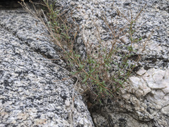 Pleurocoronis pluriseta