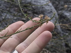 Baccharis brachyphylla