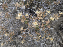 Brickellia atractyloides