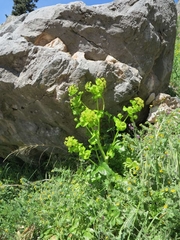 Smyrnium perfoliatum rotundifolium