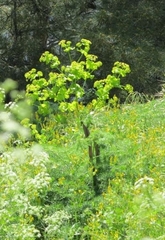 Smyrnium perfoliatum rotundifolium