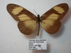 Acraea