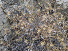 Brickellia atractyloides