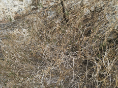 Pleurocoronis pluriseta