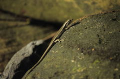 Emoia atrocostata