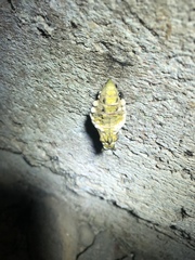 Entomophaga