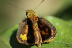 Vinius pulcherrimus