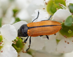Castiarina rufipennis