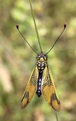 Libelloides longicornis