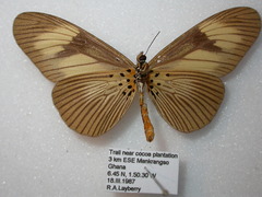 Acraea