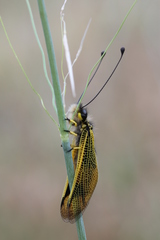 Libelloides longicornis