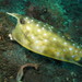 Longhorn Cowfish - Photo (c) Franco Colnago, some rights reserved (CC BY-NC), uploaded by Franco Colnago