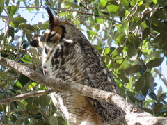 Bubo virginianus image