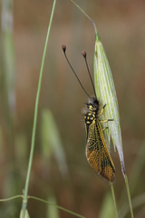 Libelloides longicornis