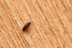 Lepidocyrtus violaceus