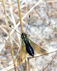 Libelloides ictericus
