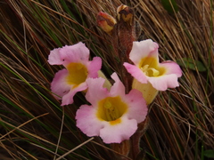 Harveya purpurea