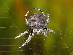 Caerostris corticosa