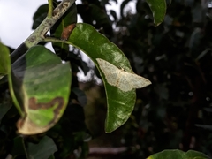 Cyclophora semirosea