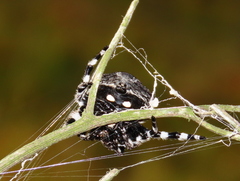 Caerostris corticosa