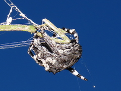 Caerostris corticosa