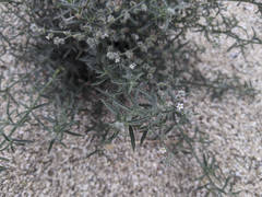 Johnstonella racemosa