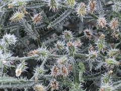 Johnstonella racemosa