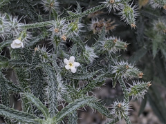 Johnstonella racemosa