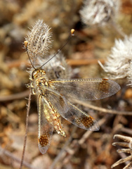 Deleproctophylla australis