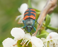 Castiarina crenata