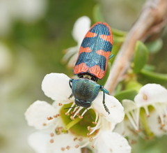 Castiarina crenata