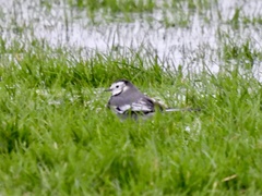 Motacilla alba