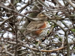 Turdus iliacus