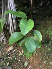 Pinzona coriacea