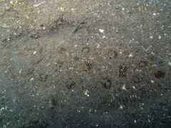 Heteromycteris hartzfeldii