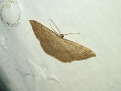 Cyclophora semirosea