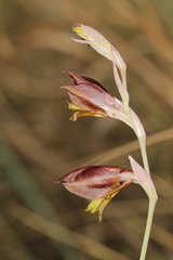 Gladiolus woodii