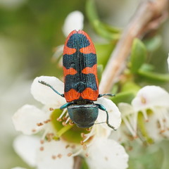 Castiarina crenata