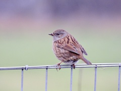 Prunella modularis