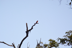 Pericrocotus flammeus