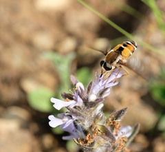 Philoliche aethiopica
