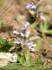 Philoliche aethiopica