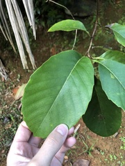Pinzona coriacea