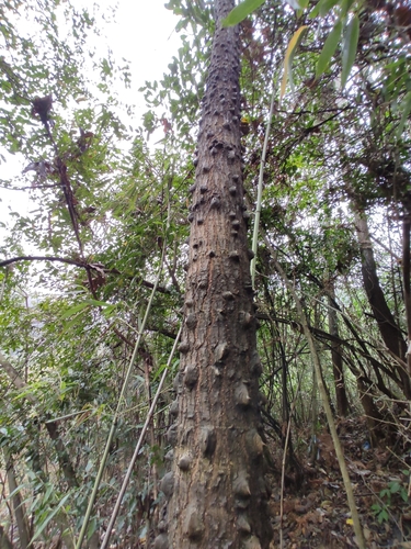 Zanthoxylum ailanthoides iNat (3)