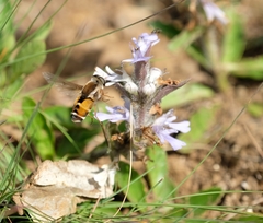 Philoliche aethiopica
