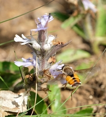Philoliche aethiopica