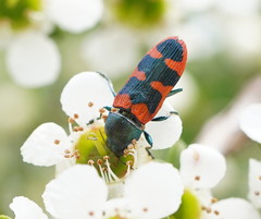 Castiarina crenata
