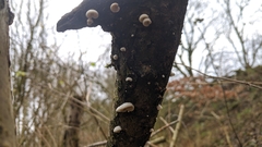 Crepidotus versutus